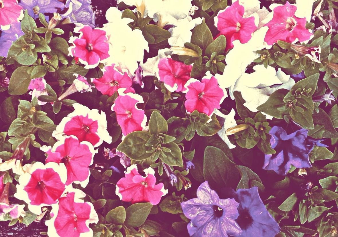 Full frame shot of pink flowers growing in park