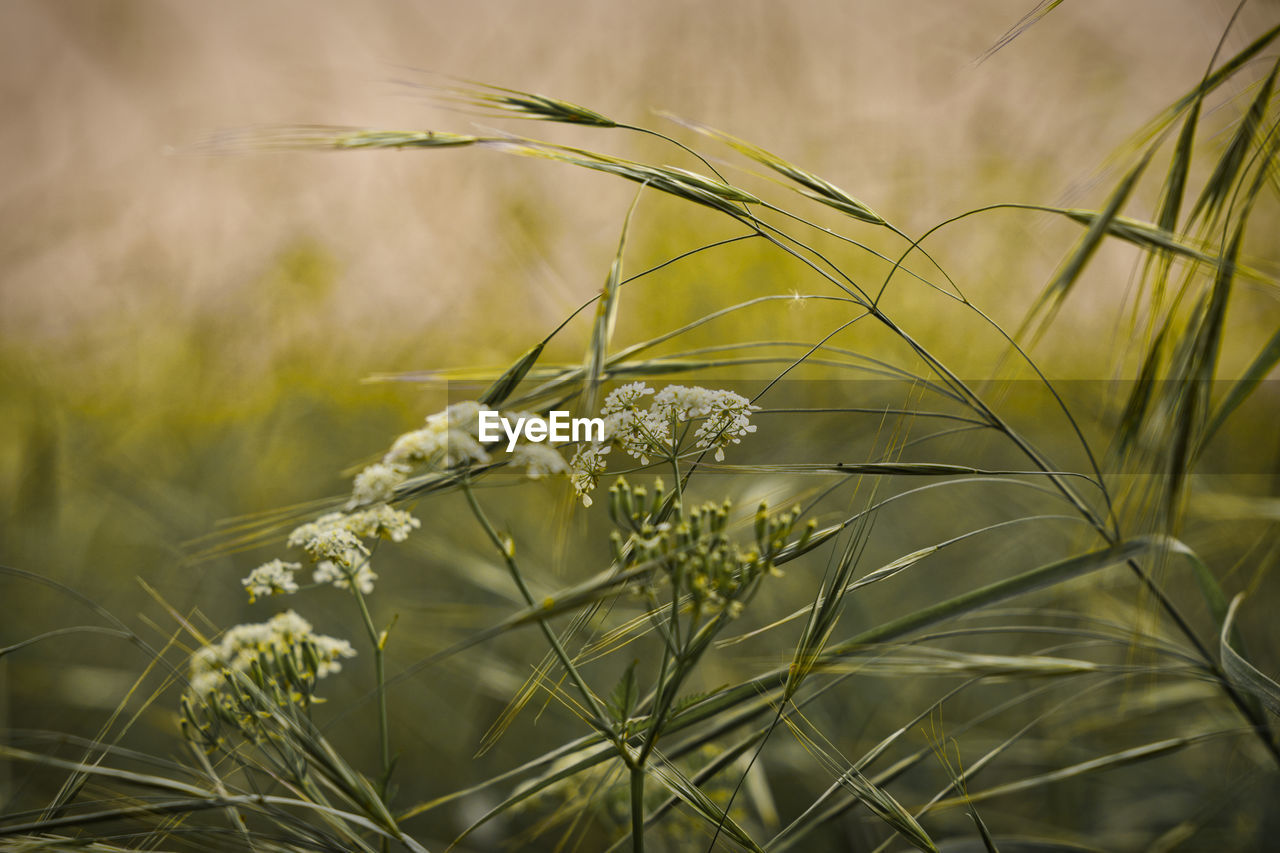 CLOSE-UP OF FLOWERING PLANTS ON FIELD