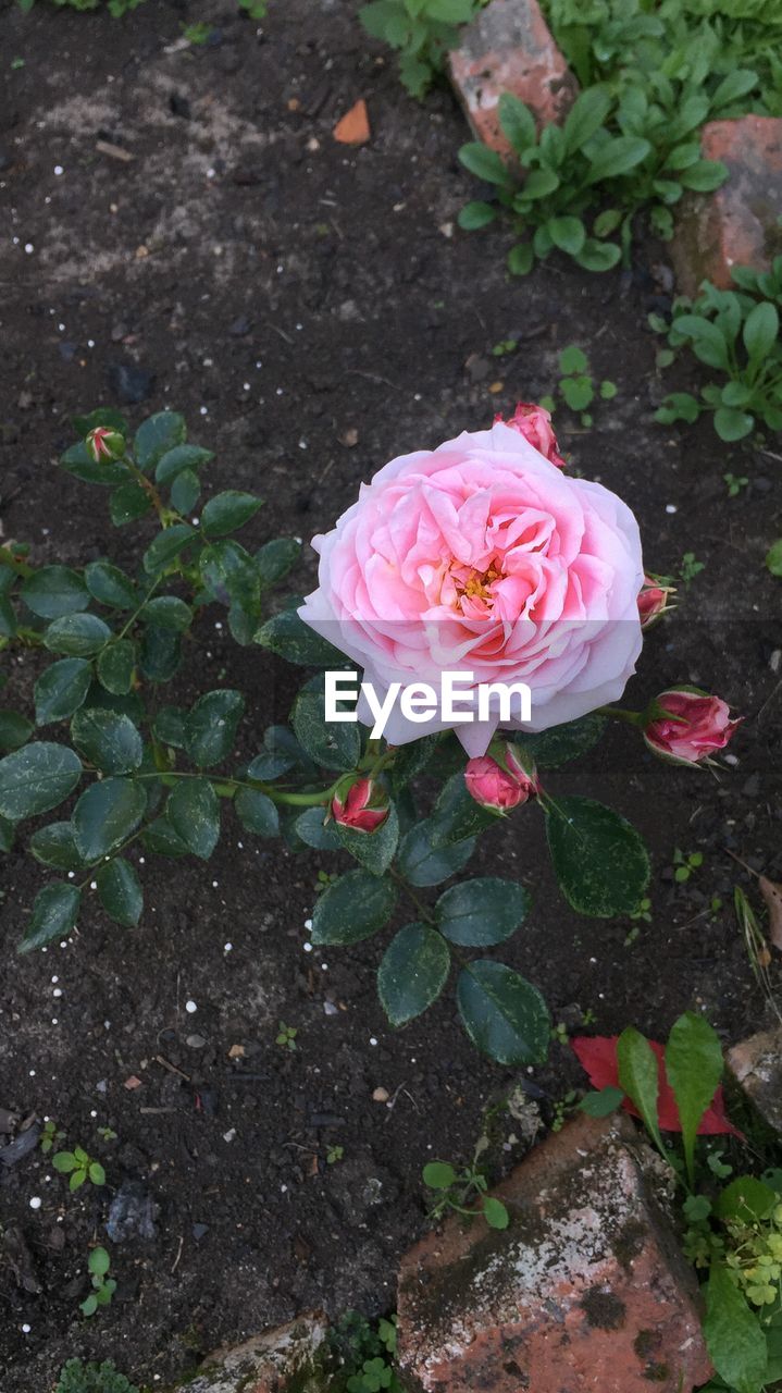 Close-up of pink rose