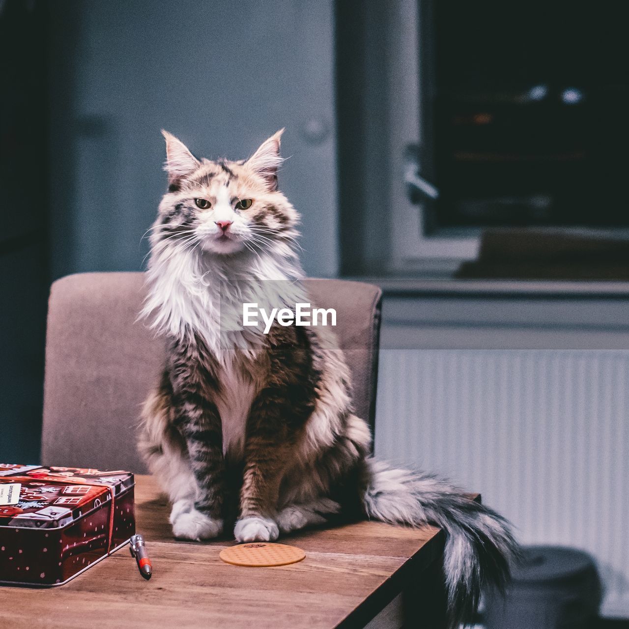 Portrait of cat sitting on table