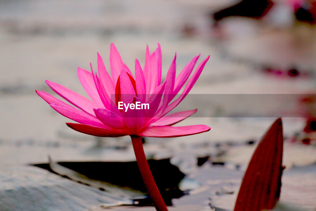 Close-up of pink water lily in lake