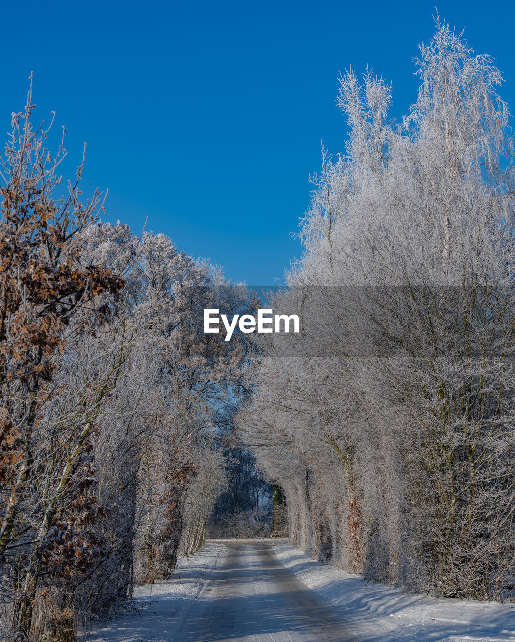 winter, tree, frost, snow, plant, cold temperature, nature, road, the way forward, sky, beauty in nature, freezing, blue, no people, scenics - nature, transportation, environment, landscape, diminishing perspective, clear sky, tranquility, frozen, tranquil scene, day, footpath, land, white, treelined, outdoors, non-urban scene, vanishing point, branch, travel, sunlight