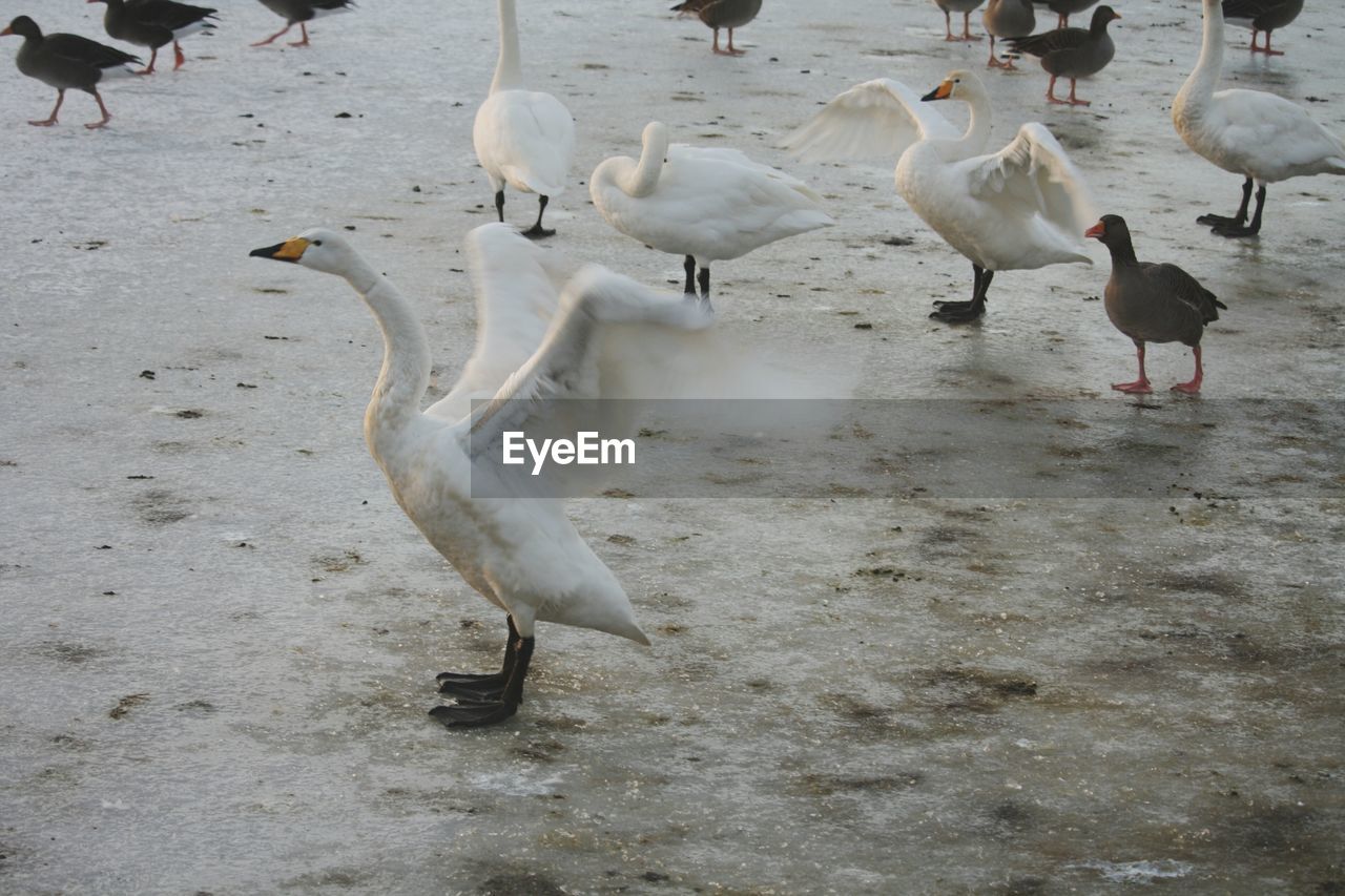 High angle view of geese on frozen lake