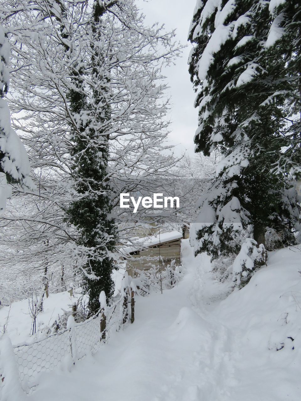 Trees on snow covered field