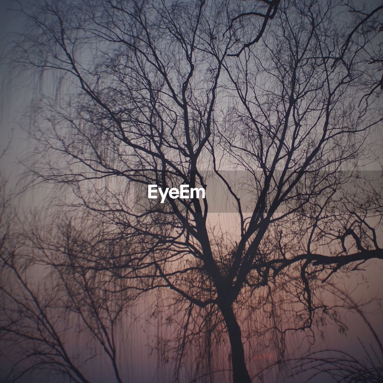 LOW ANGLE VIEW OF BARE TREES AGAINST SKY