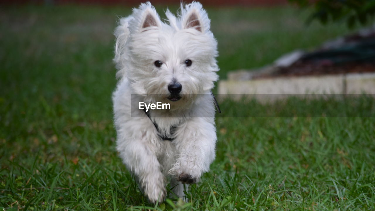 Close-up of puppy on grassy field