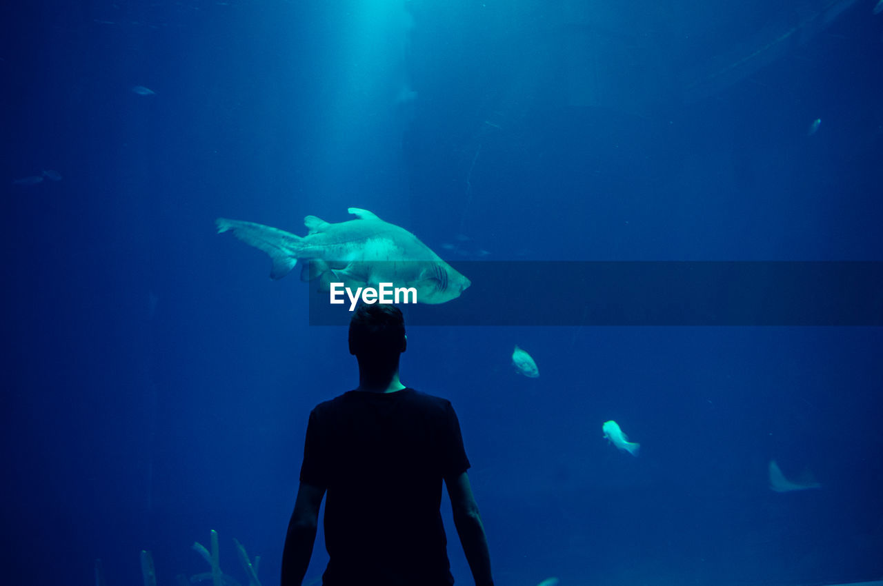Rear view of man looking at fish in aquarium