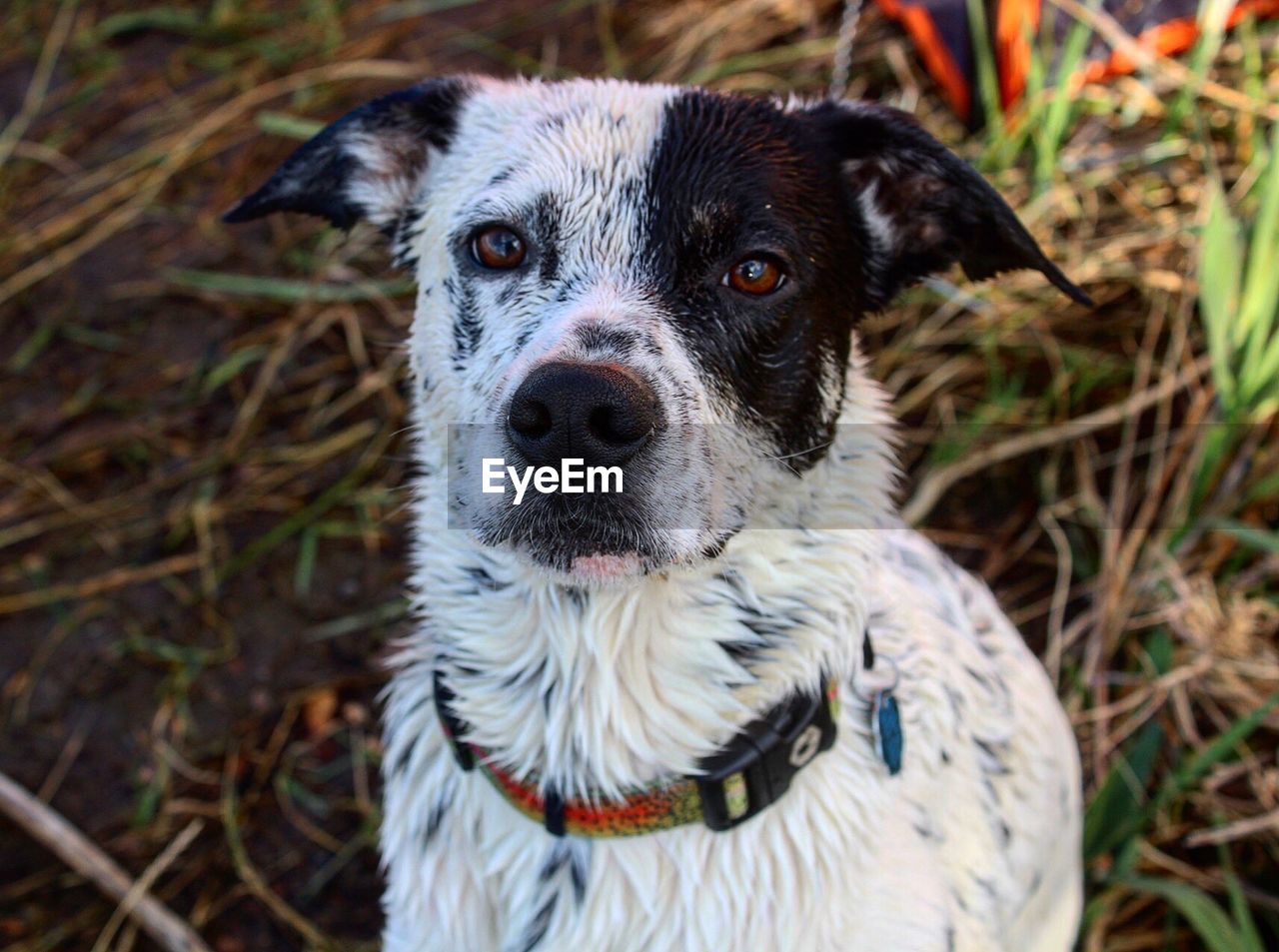 CLOSE-UP PORTRAIT OF DOG OUTDOORS