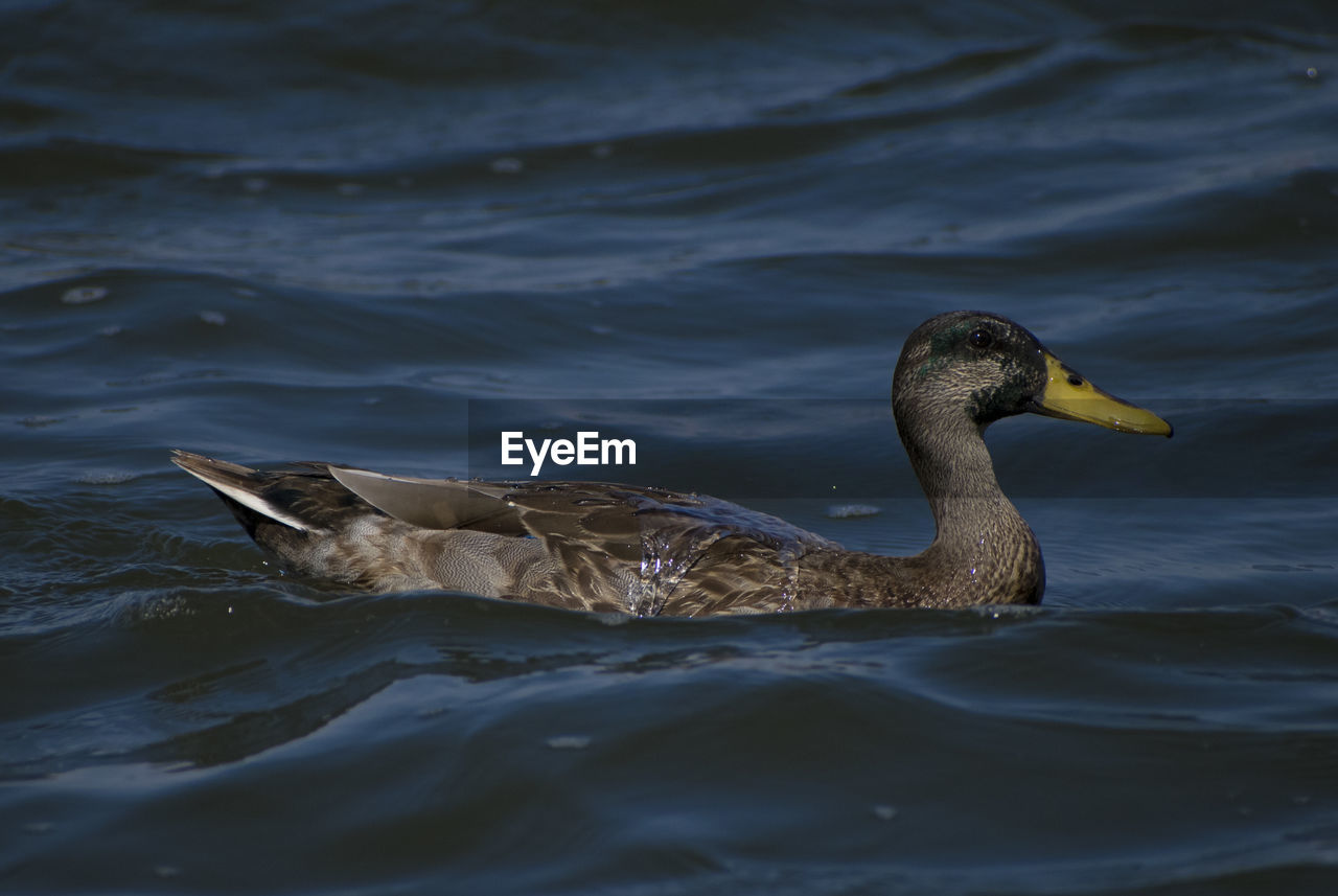 Duck swimming in lake