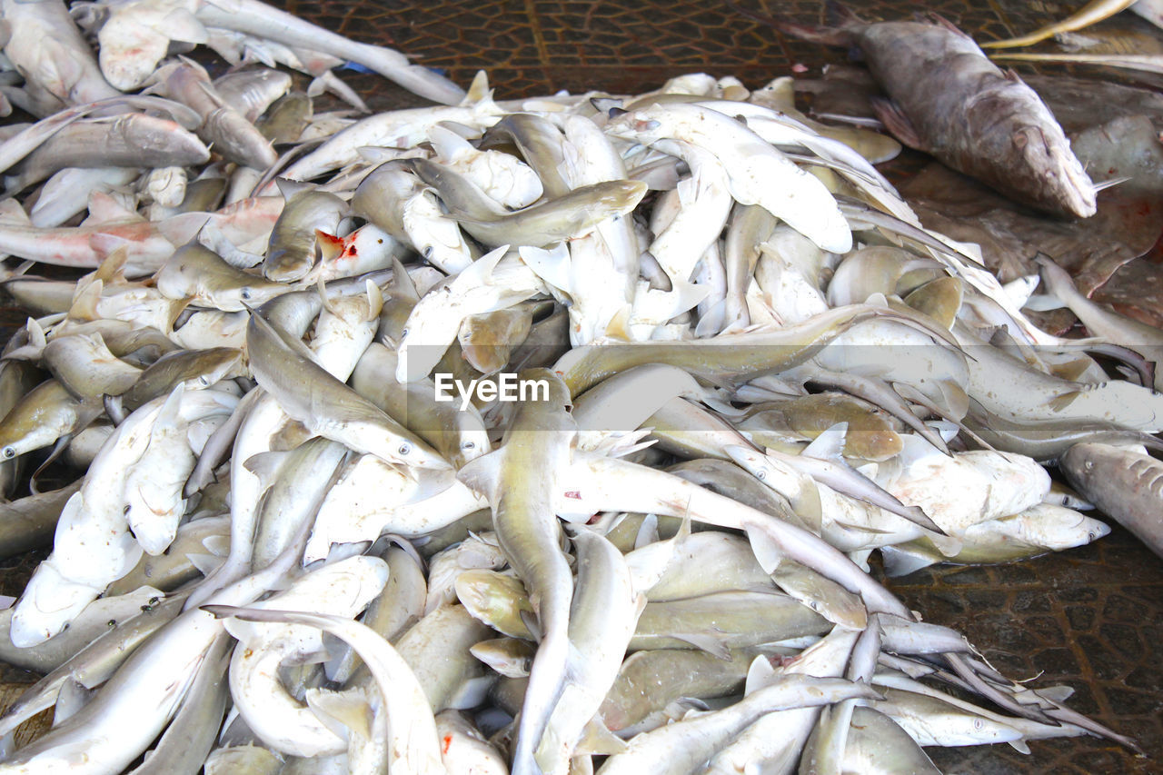 HIGH ANGLE VIEW OF FISHES IN FISH TANK