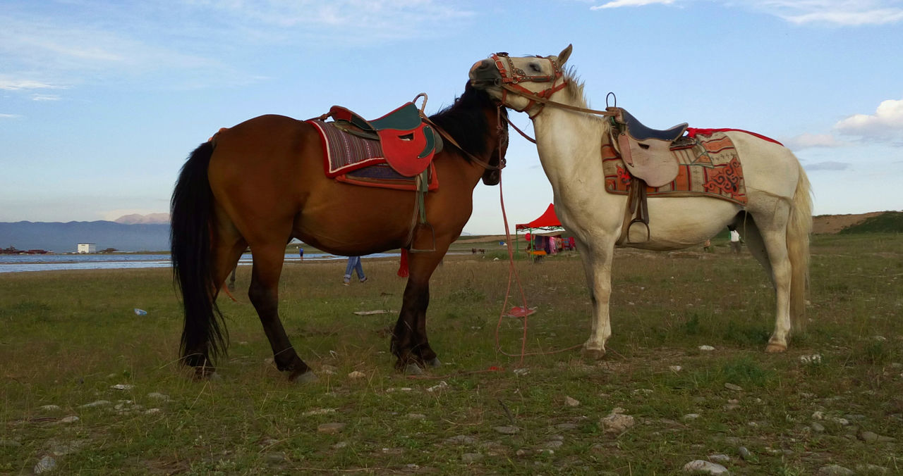 HORSES STANDING ON GRASSY FIELD