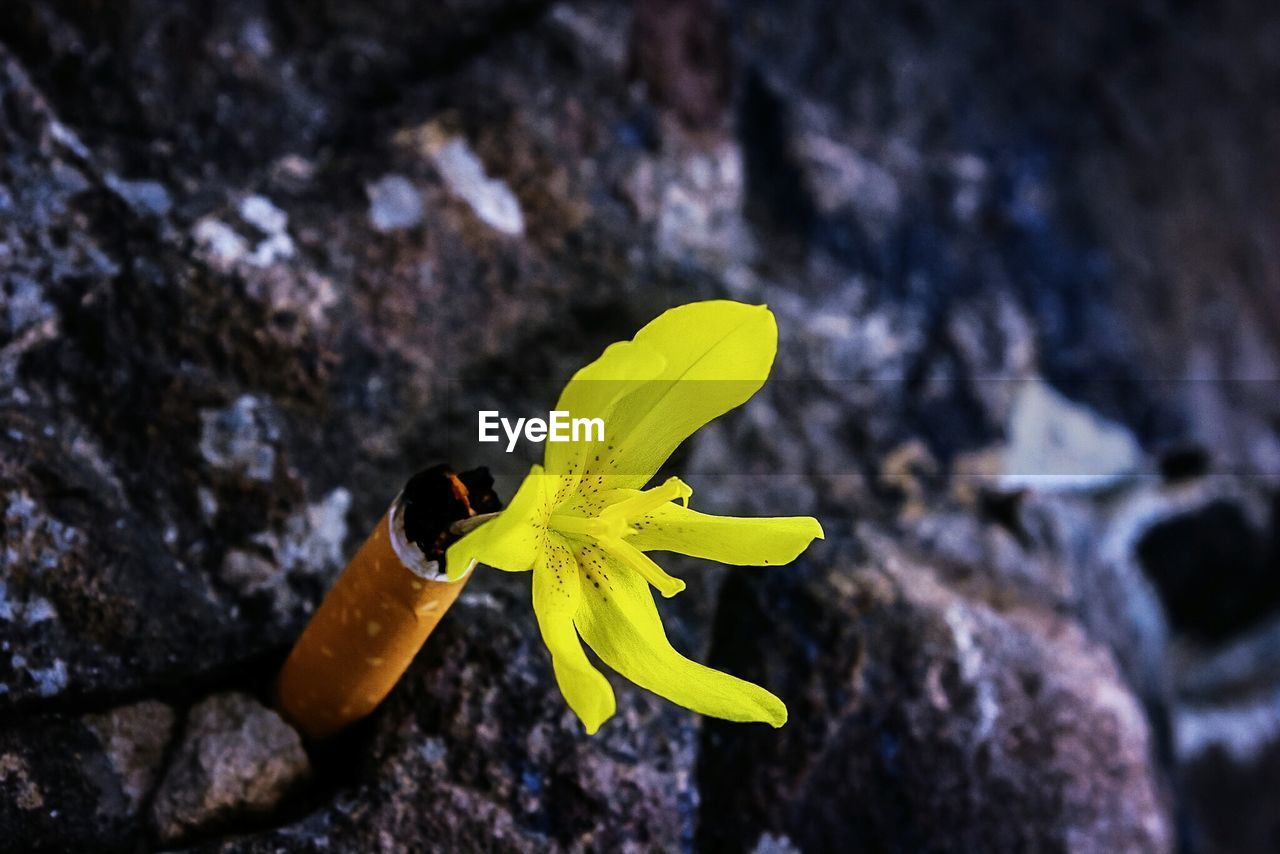 Close-up of yellow flower on rock