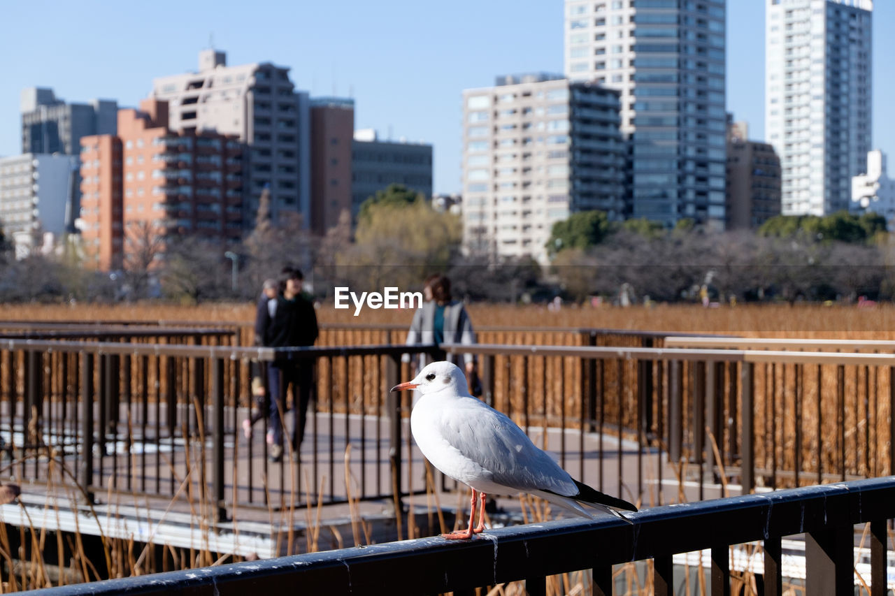 Seagull perching on railing