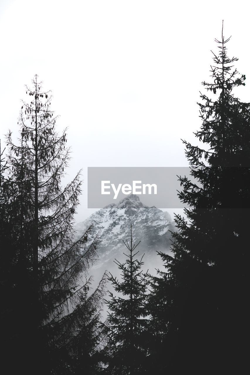 Low angle view of trees in forest against clear sky