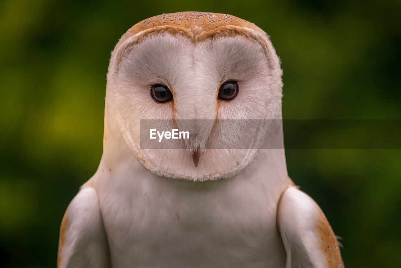 Close-up portrait of a barn owl