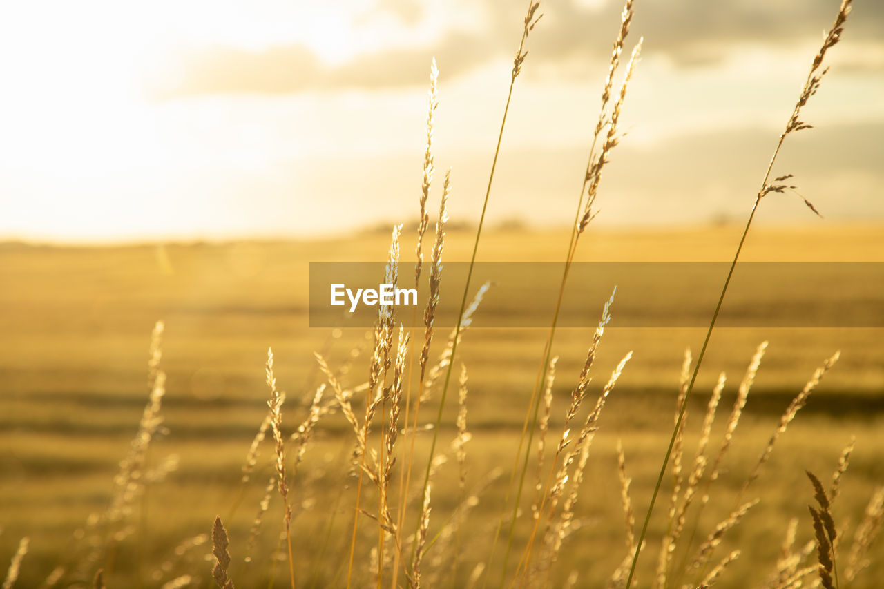 CLOSE-UP OF STALKS AGAINST SKY ON FIELD