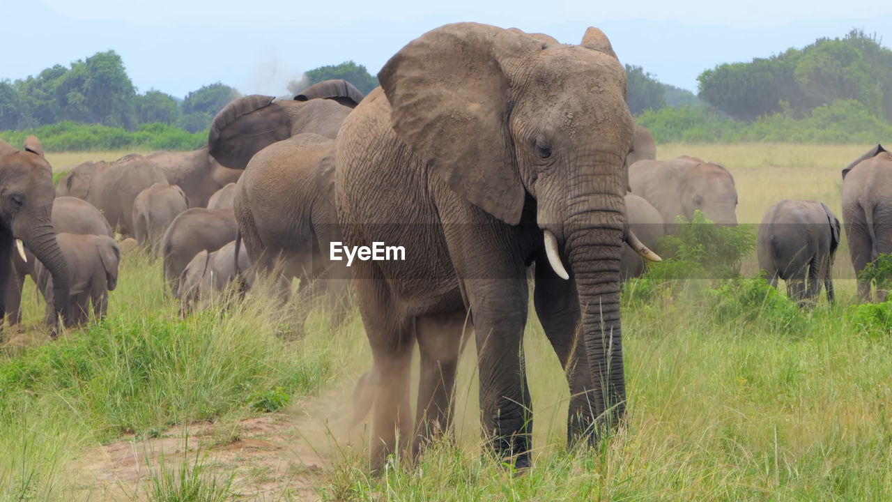 VIEW OF ELEPHANT ON FIELD