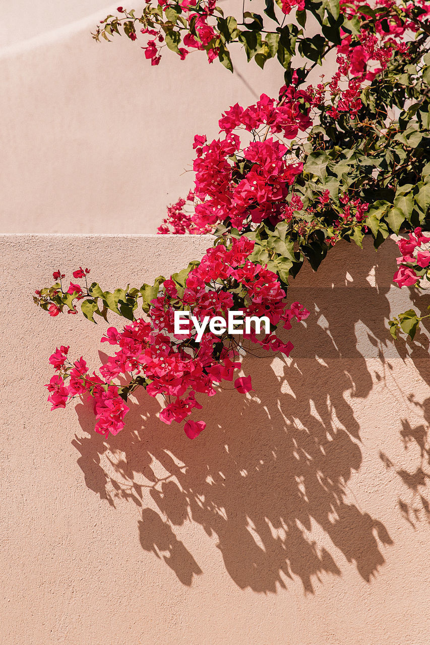 High angle view of pink flowering plants on sand