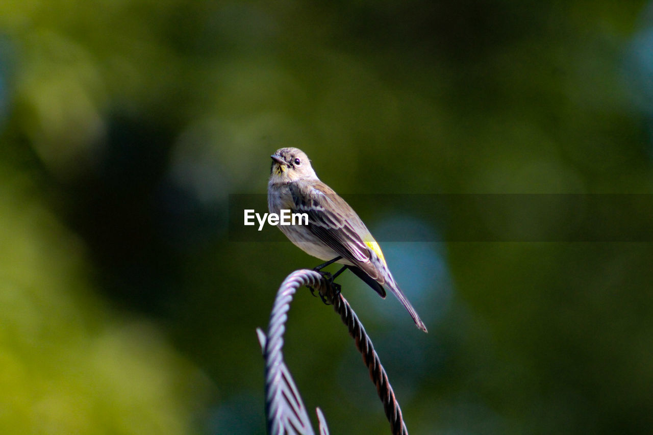 Close-up of bird perching on a feeder