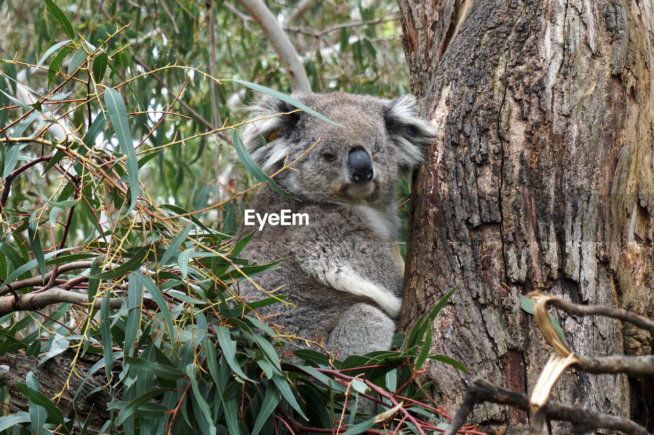 Close-up of koala on tree trunk