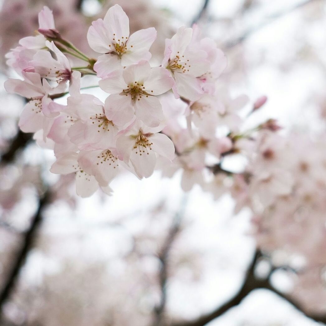 CHERRY BLOSSOMS IN SPRING