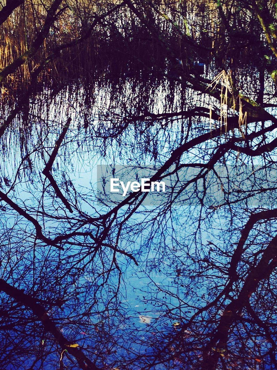 Reflection of trees on water