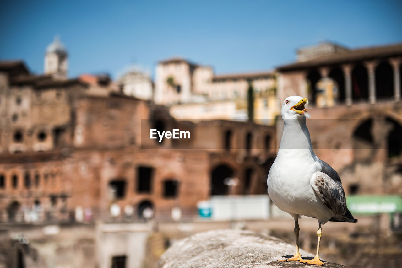 Seagull perching against old ruin