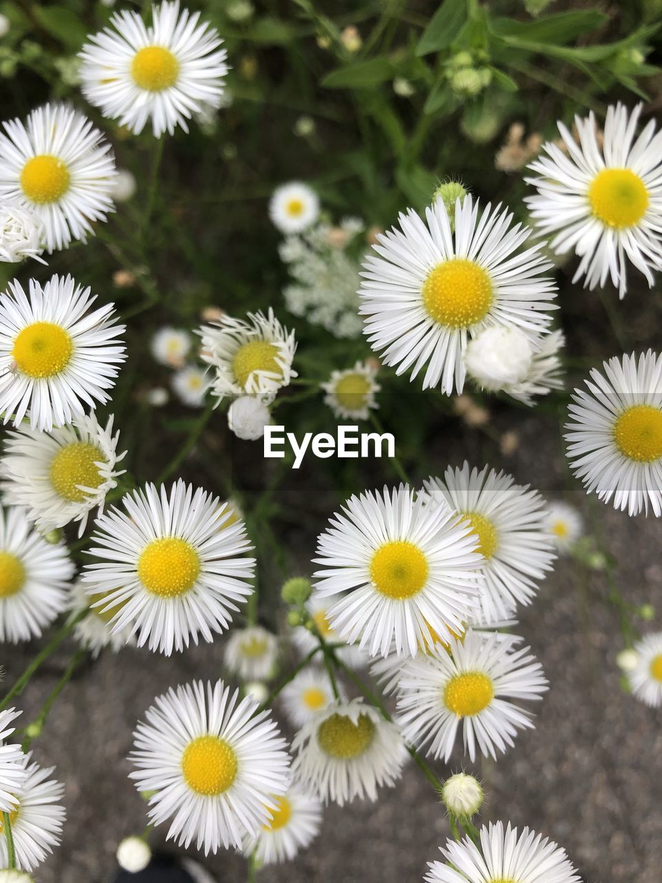 Close-up of white daisy flowers