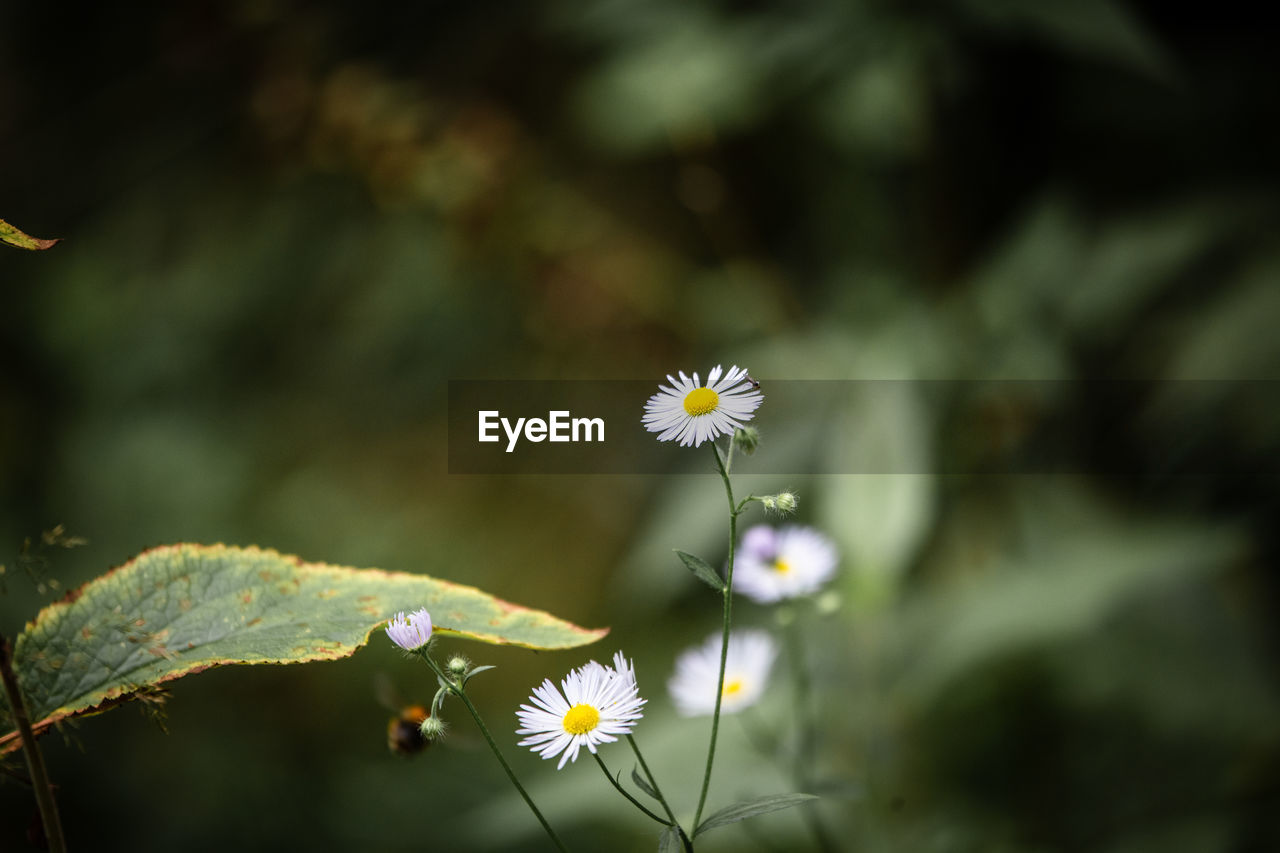 CLOSE-UP OF FLOWERING PLANT