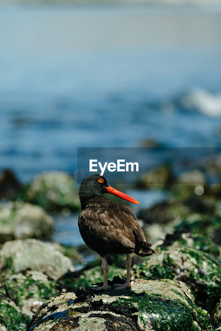 View from behind of a black oystercatcher on a rocky washington shore