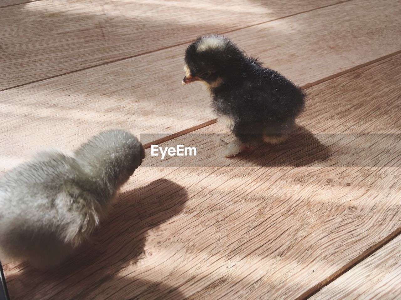 High angle view of birds on hardwood floor