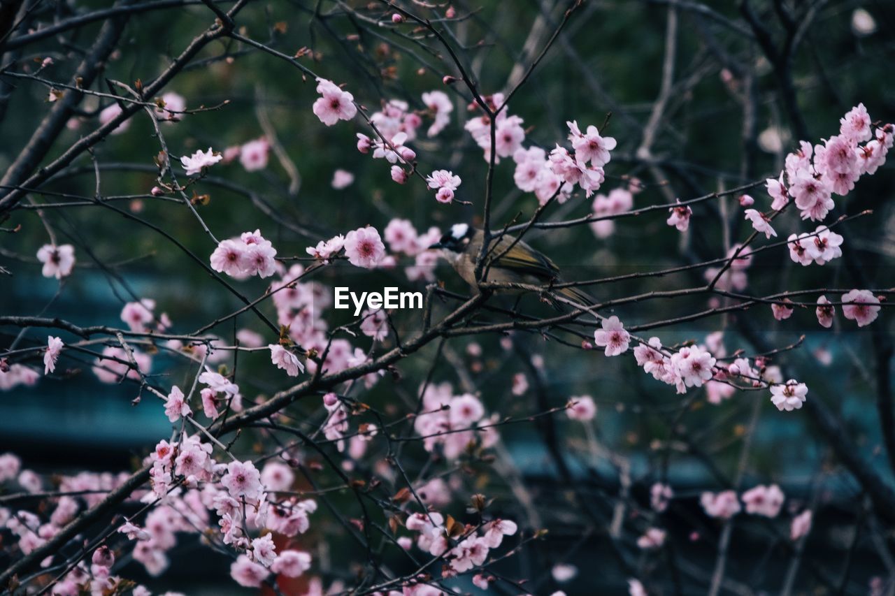 Close-up of pink cherry blossoms in spring