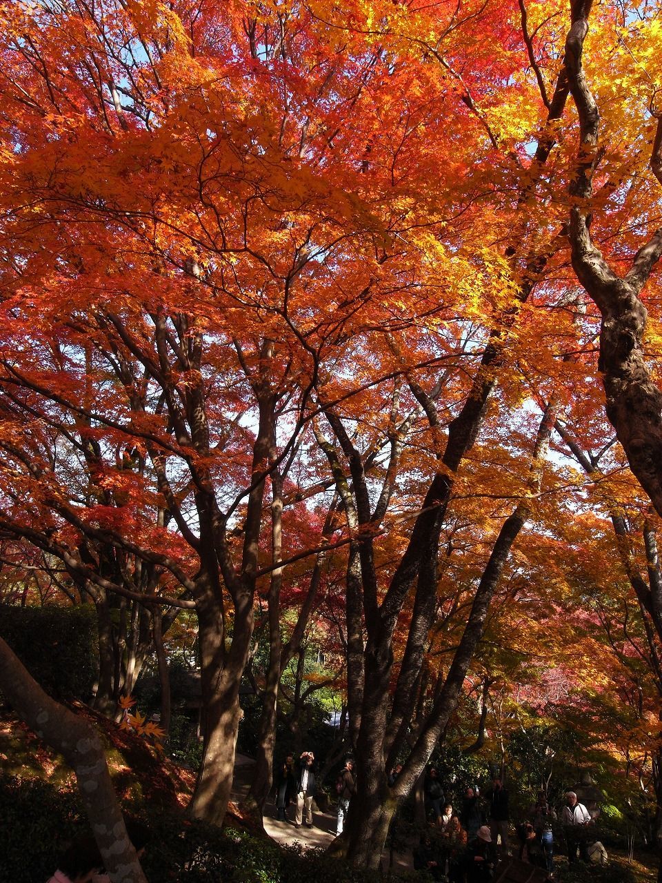 Low angle view of trees against sky