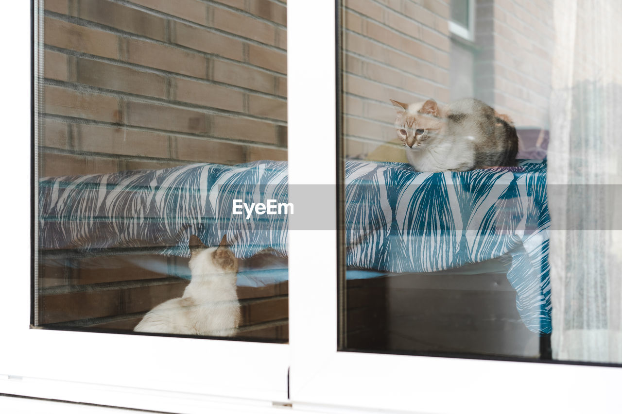 View through window at two domestic cats looking at each other