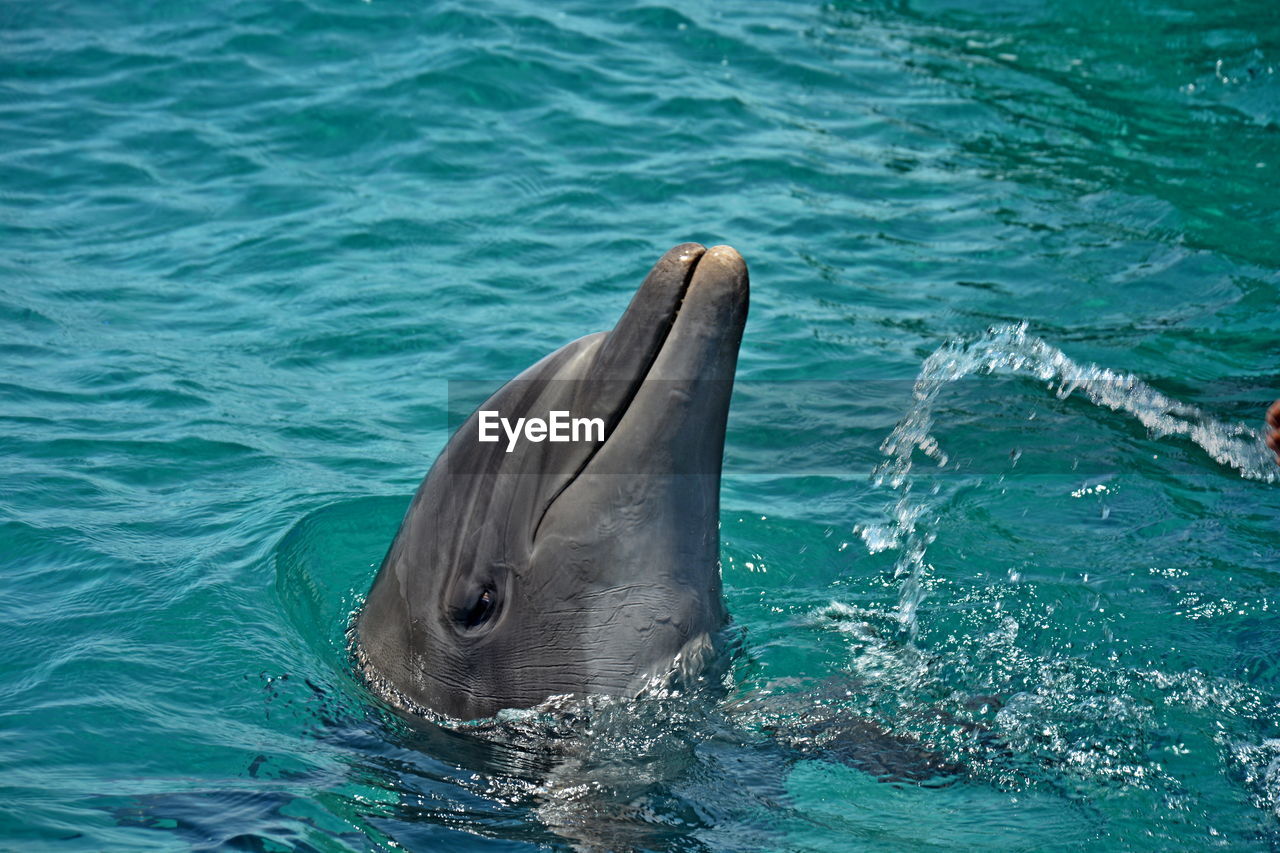 View of dolphine in swimming pool