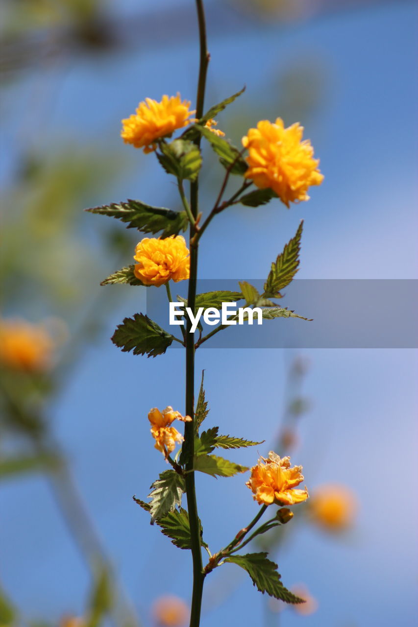 Close-up of yellow flowers blooming against sky