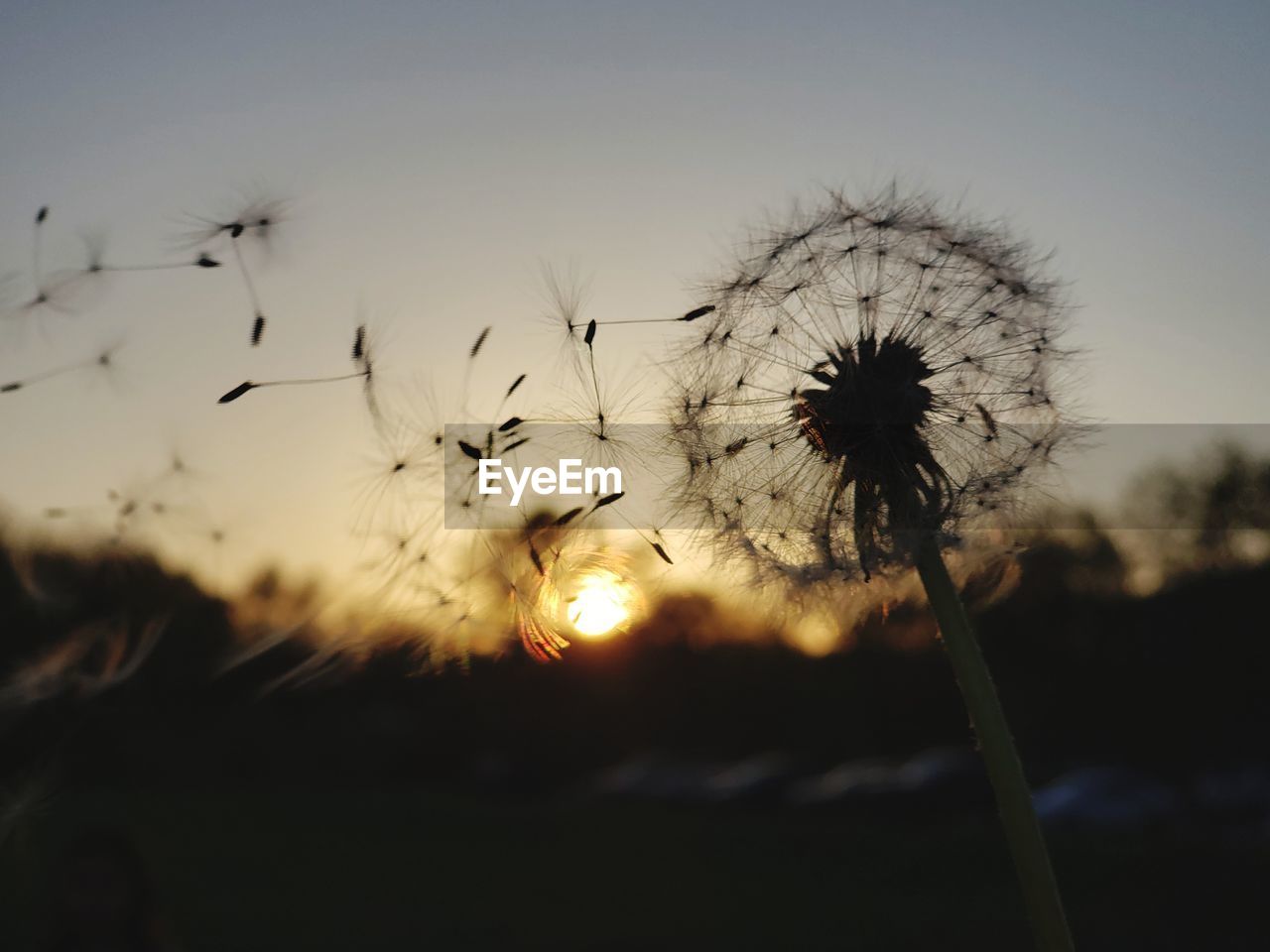 Close-up of dandelion against sky during sunset