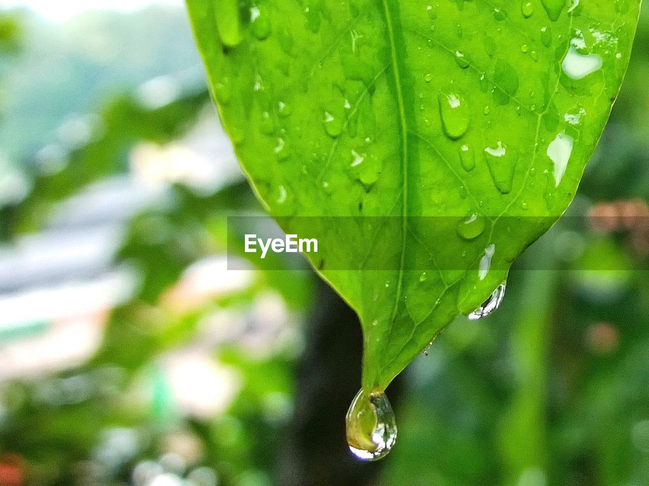 Close-up of water droplets on green leaf