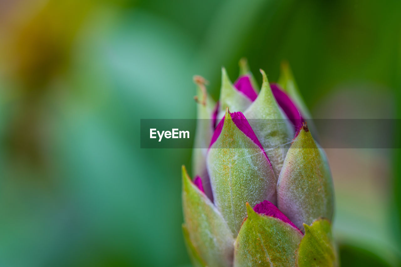 CLOSE-UP OF PINK FLOWER BUD