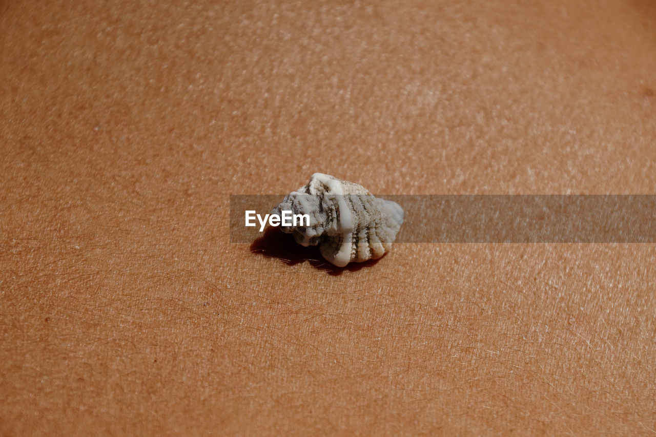 From above of various seashell placed on tanned body of crop unrecognizable female sunbathing on beach