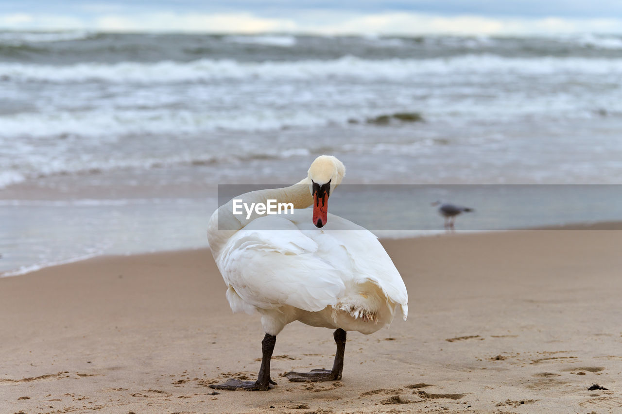 White mute swan standing on sandy beach near baltic sea and cleaning its feathers. wildlife, sea