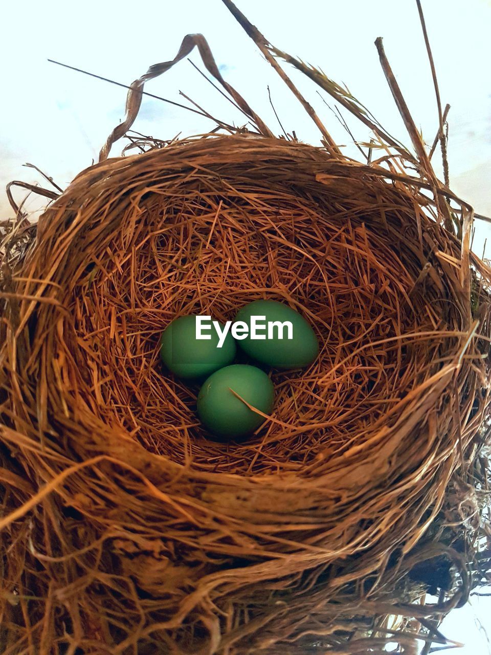 CLOSE-UP OF EGGS IN NEST ON PLANT