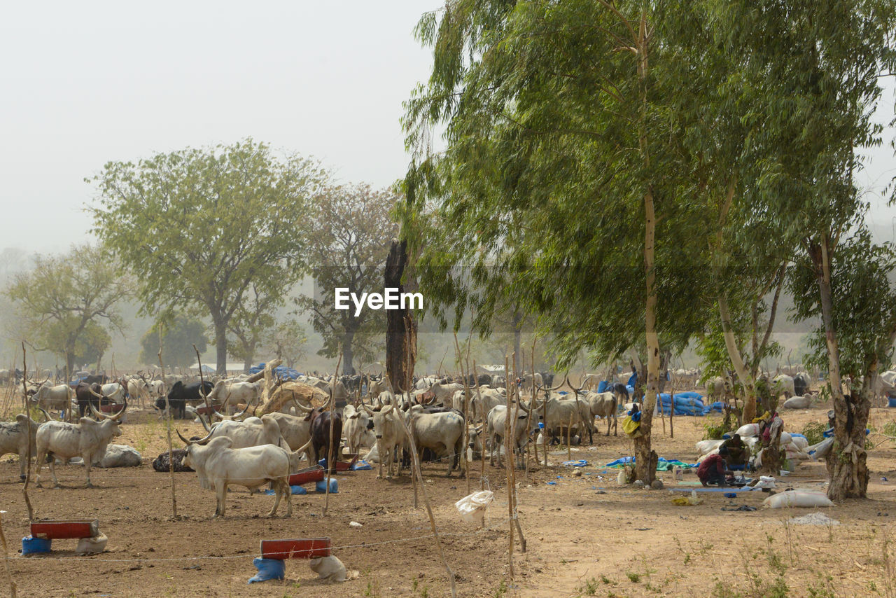 VIEW OF COWS ON FIELD