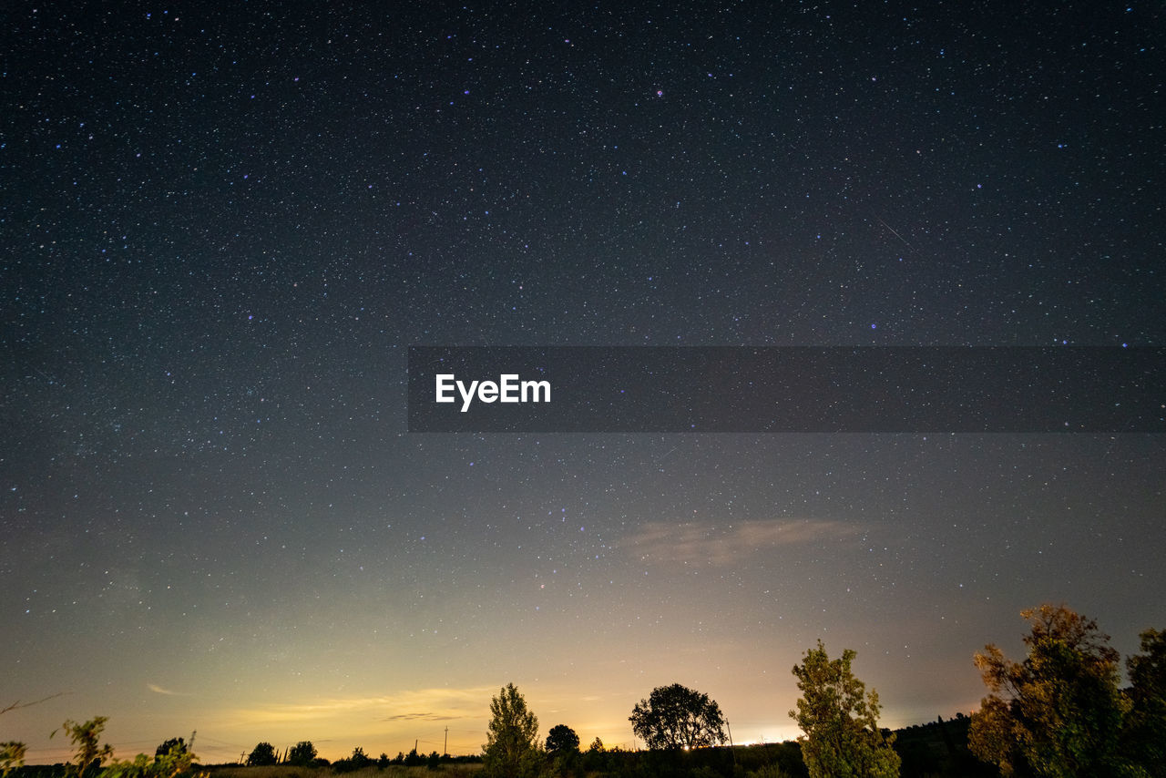 LOW ANGLE VIEW OF TREES AGAINST SKY AT NIGHT