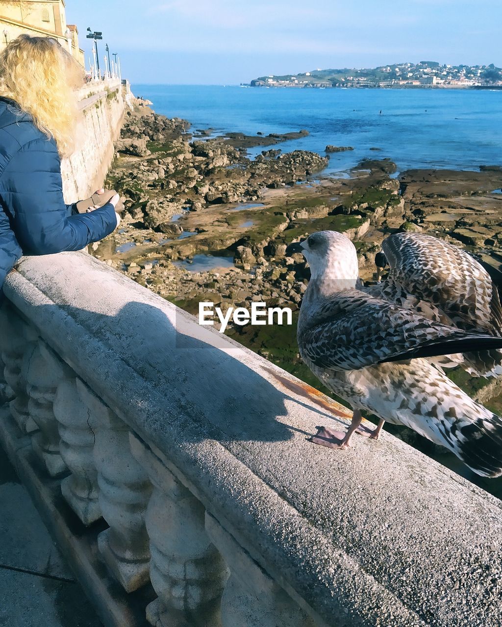 HIGH ANGLE VIEW OF SEAGULL ON SHORE