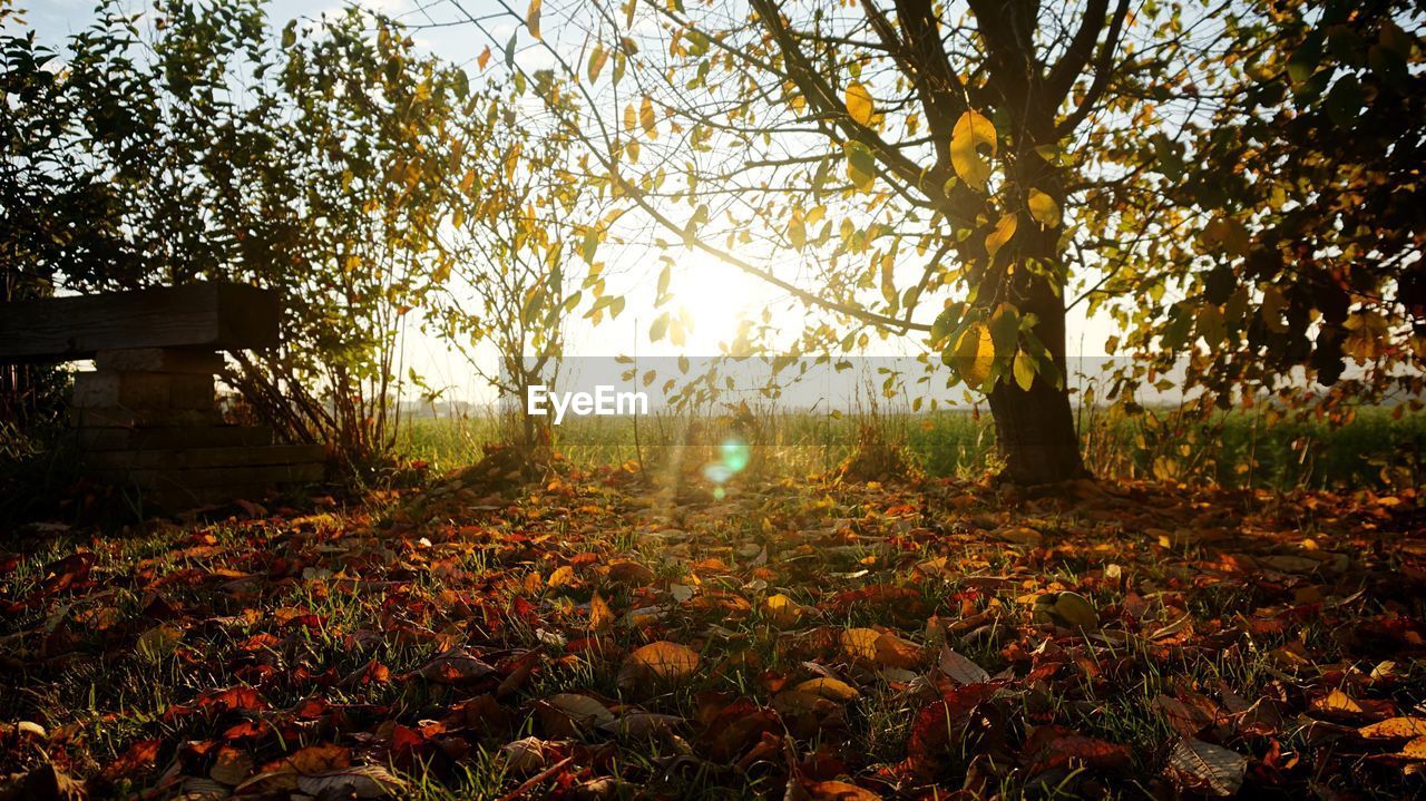 Trees on field during sunny day