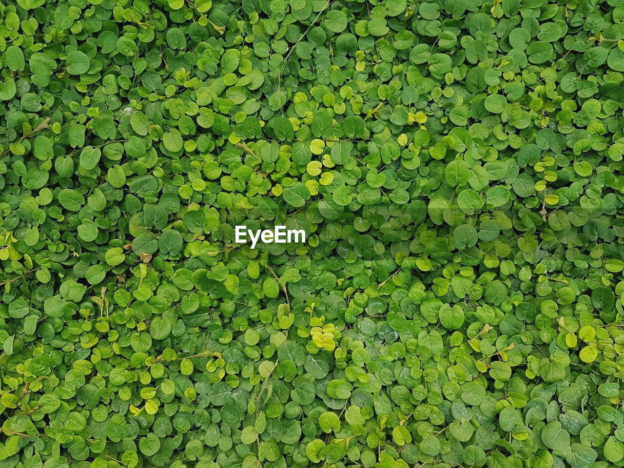 Green leaves background textured