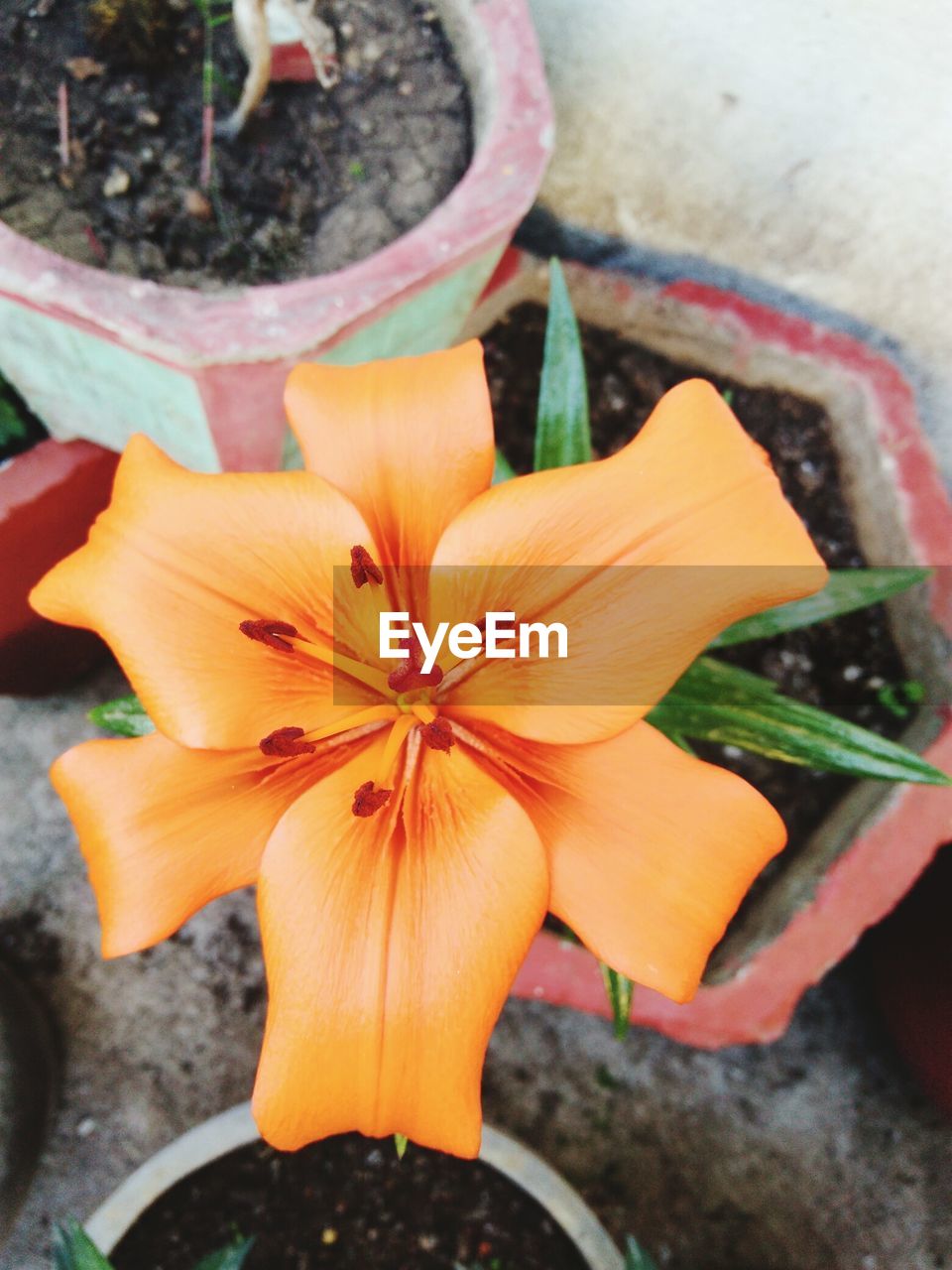 CLOSE-UP OF A FLOWER