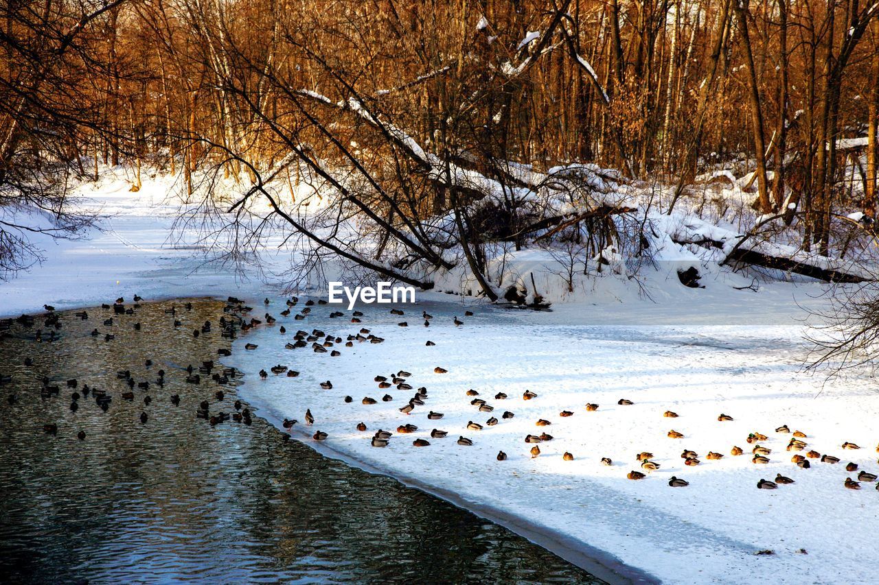 FLOCK OF BIRDS IN SNOW