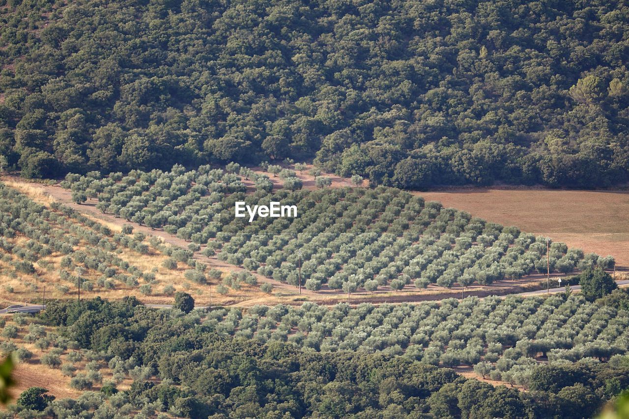 HIGH ANGLE VIEW OF AGRICULTURAL FIELD AGAINST TREES